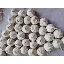 البيع الساخن محصول جديد صيني الثوم الطازج