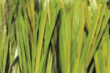 Artificial Grass for Football MT-Stem-Plus/MT-Stem XL-Plus