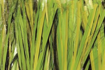 Artificial Grass for Football MT-Stem-Plus/MT-Stem XL-Plus