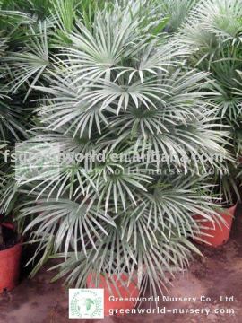 rhapis multifida burr palm trees