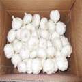 JINING YUANHENG FRESH GARLIC