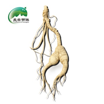 Authentic Wild Ginseng Root