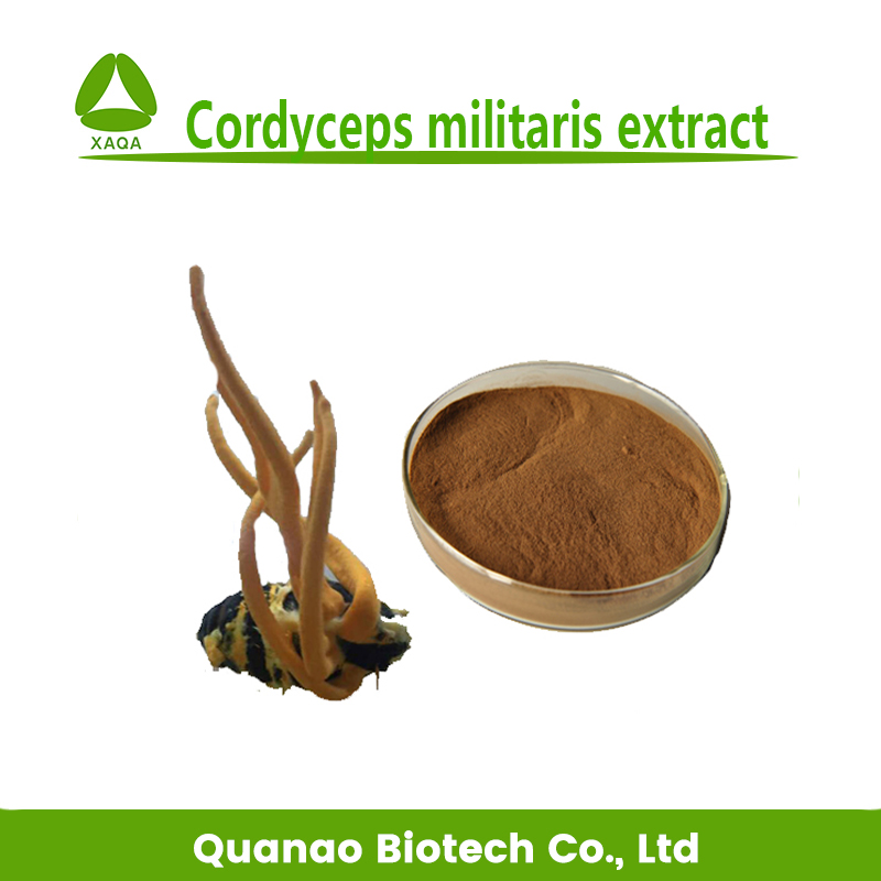 Cordyceps Mycelia-Extrakt Cordycepin 98% Pulver Preis