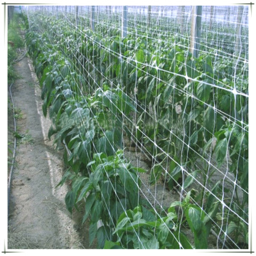 Sayur-sayuran Pertanian Plastik Trellis Netting