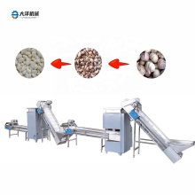 Garlic Powder Production Line: 300kg/h Garlic Peeling Machine and Processing Supplier