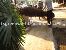 Trachycarpus palms trees