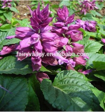 Purple Salvia Seeds Salvia splendens var.atropurpura Sage Seeds For Gardening Flowers