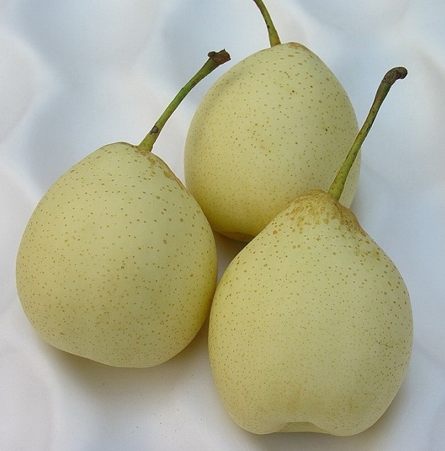 Fresh Chinese Ya Pear (36.40.44.48)