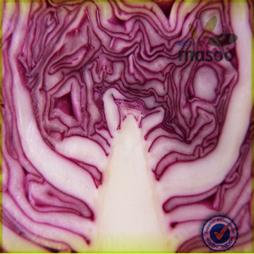 purple Cabbage/fresh cabbage/chinese cabbage of good quality