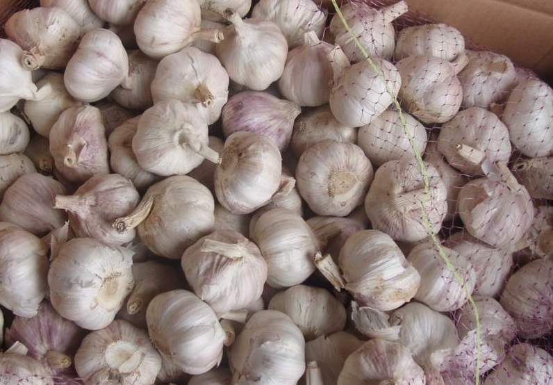 Best Quality New Garlic Planting Bulk Packing Carton Best Quality New Garlic Planting Bulk Packing Carton