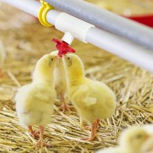 Automatic Chicken Waterer PVC Tee Fittings