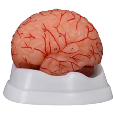 DARHMMY Medical Science 9-Part Brain Anatomy Model with Arteries