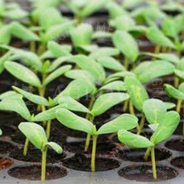 Plant Square Nursery Trays