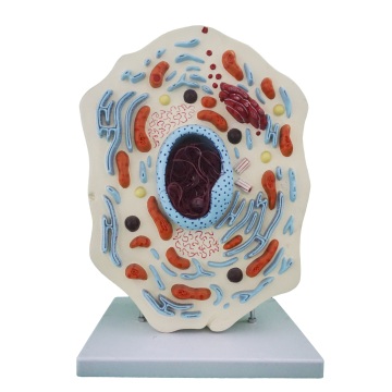 Numerical Indicators and Enlarged Models of Animal Stem Cell Anatomy