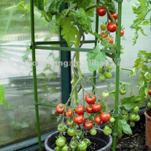 PE Coated Garden Tomato Support Climbing Plant Support