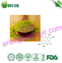 100% organic water soluble green tea powder/bio greentea extract/green tea extract egcg bulk