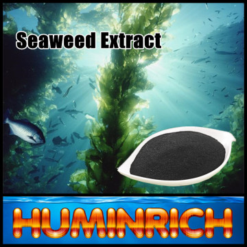 "HuminRich" Nutrient Supplement Fertiliser Seaweed Extract