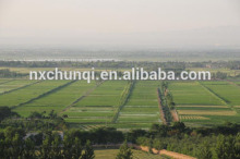 Natural GOJI BERRIES/barbary wolfberry fruit