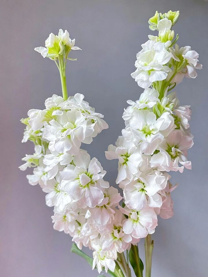 সাদা বেগুনি White Violet