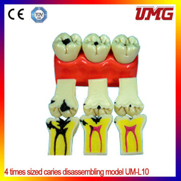 Dental Care Model New Style Medical Dental Care Model