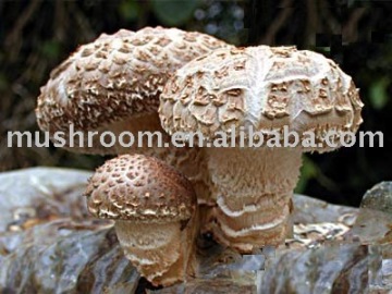 Shiitake Mushroom Extract,Lentinus edodes extract,shiitake extract 30%
