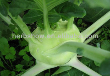 Vegetables Seeds: Fruit Kohlrabi Seeds