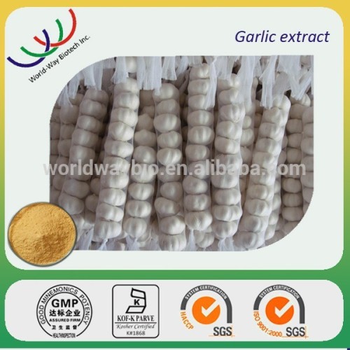 free sample allicin,HACCP KOSHER FDA garlic extract,HPLC 1% 2% garlic extract allicin powder