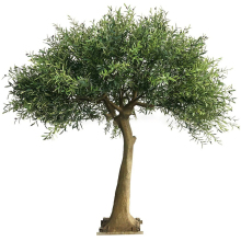 Customized Large Fiberglass Artificial Olive Trees for Decoration