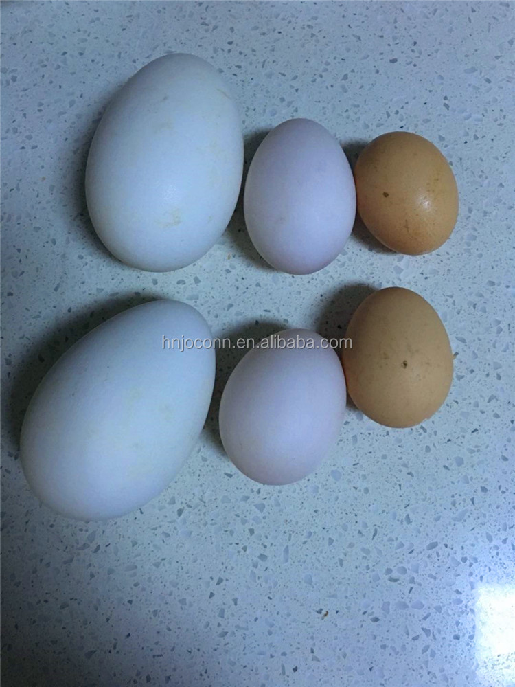 Small Scale Egg Grading coding machine /Egg Sorter printer / egg weight selector machine for egg grading