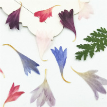 Dried Cornflower (Centaurea Cyanus) - DIY Material for Flower Collection