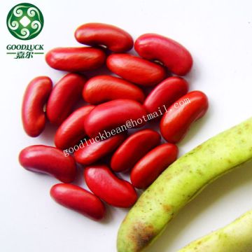 New Crop Rajma Capsule Red Kidney Bean