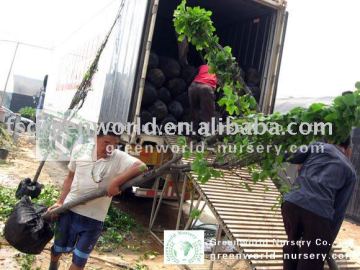 Magnolia trees loading containers