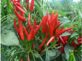 Trockener Chaotian Chili mit roter Farbe