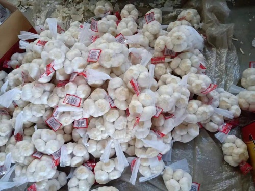 Dijual 2019 bawang putih baru