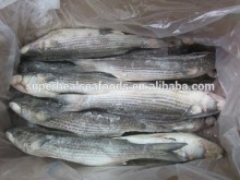 Frozen Gutted Mullet