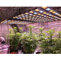 Nuovo design LED Grow Light per l&#39;illuminazione agricola