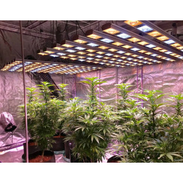 Nuovo design LED Grow Light per l&#39;illuminazione agricola