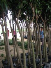 Mangos fruit trees for outdoor