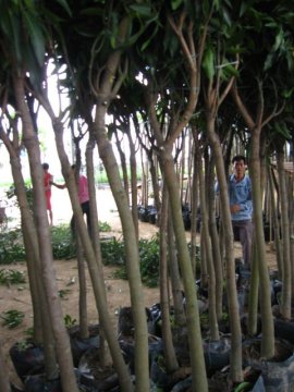 Mangos fruit trees for outdoor