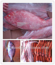 red fish frozen red snapper