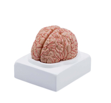 Human Plastic Brain Anatomic Model Search Engine