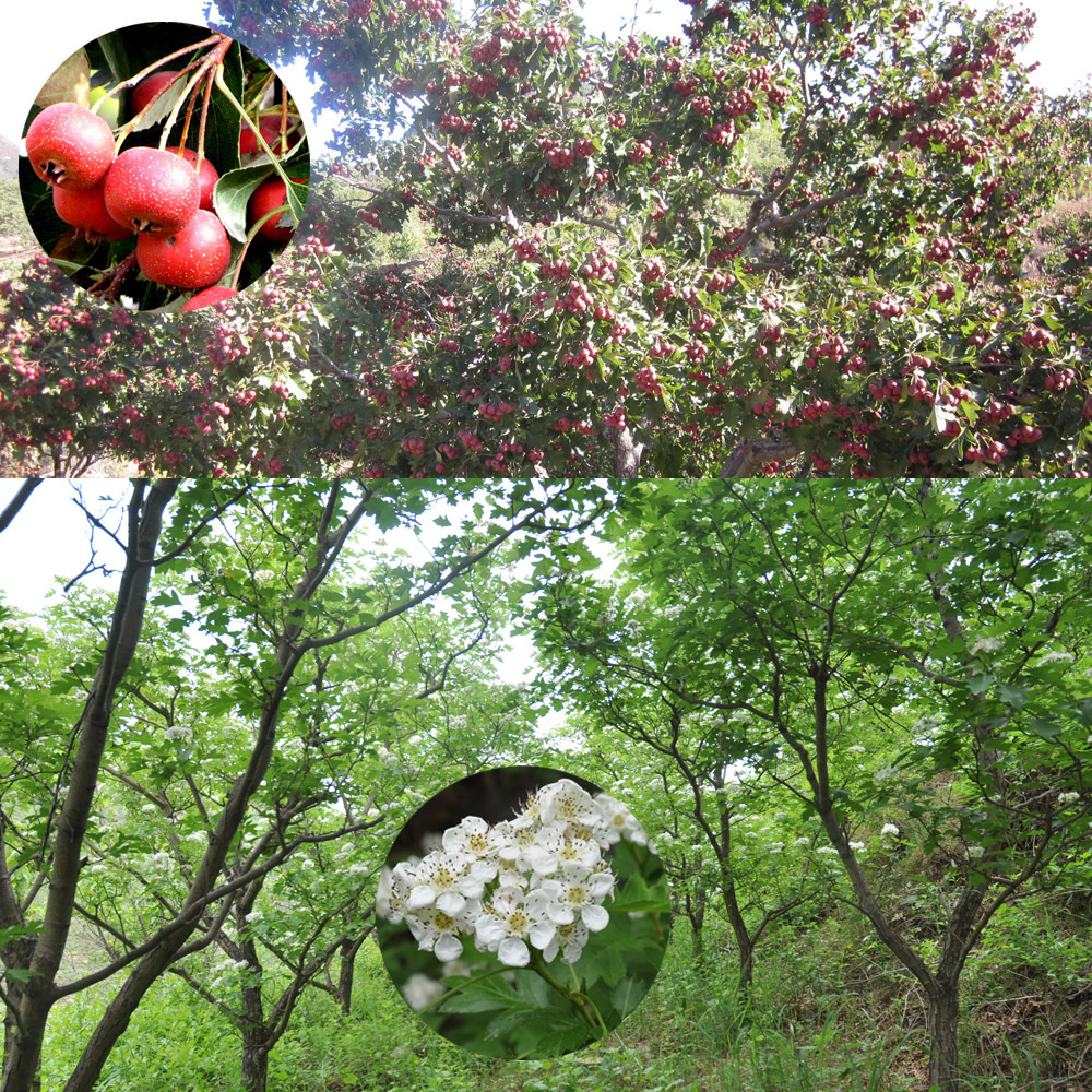 Freeze Dried Hawthorn Berry Chips for sale