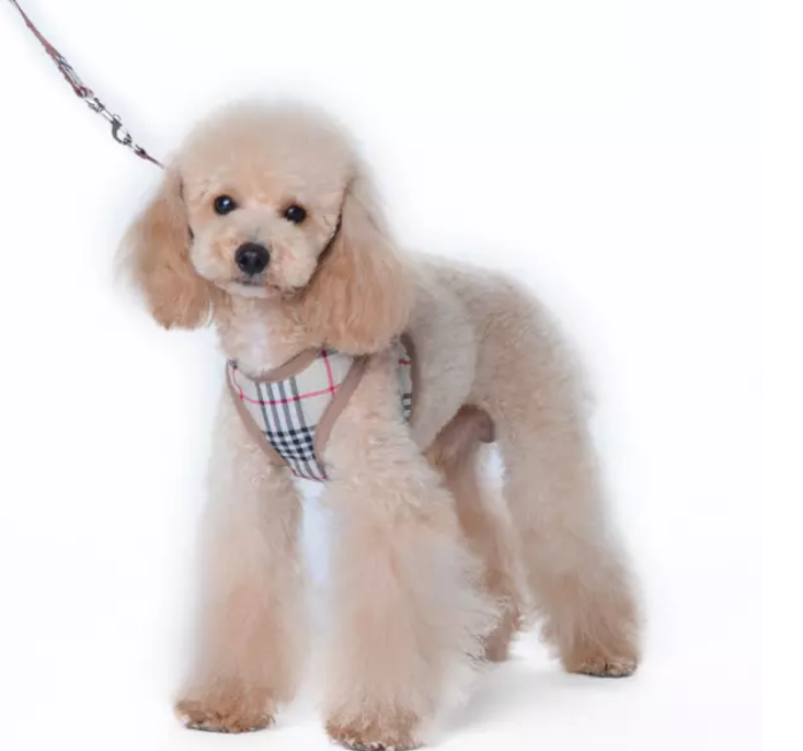 Gilet pour chien chiot Puppy Dog Vest