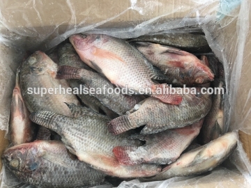 Whole Round Tilapia