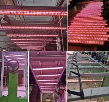 Vertical Growing for Cannabis