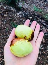 Organic Chinese  Red Date