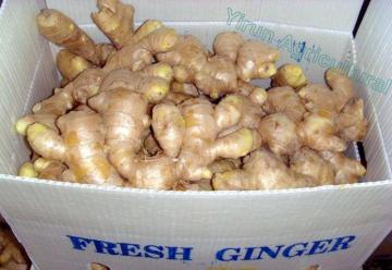 Fresh Yellow Gingers in Store