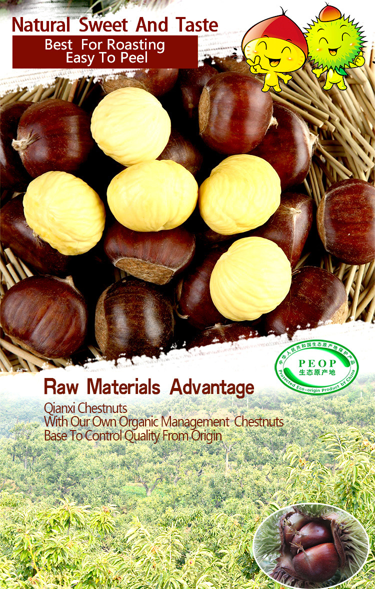 Wholesale Price Hebei Qianxi Chestnut Organic Cultivation Fresh from CN;HEB a Grade in 7--15 Days Raw 0 to Minus 2 Degrees