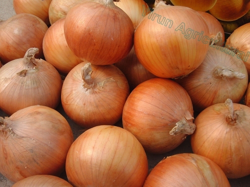 Cipolle gialle organiche di buon gusto