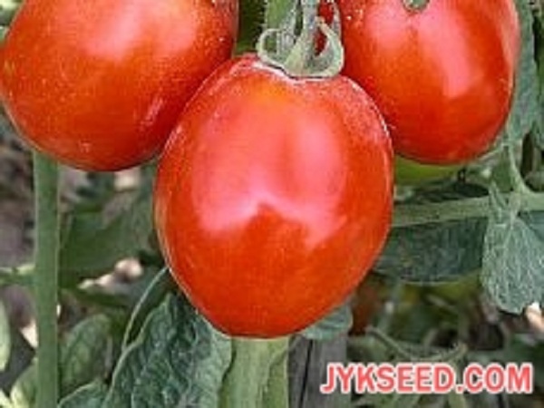 Tomato JYK No.2